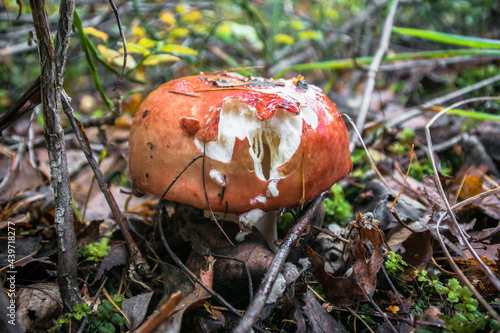 mushrooms in the autumn forest.edible healthy russula mushroom