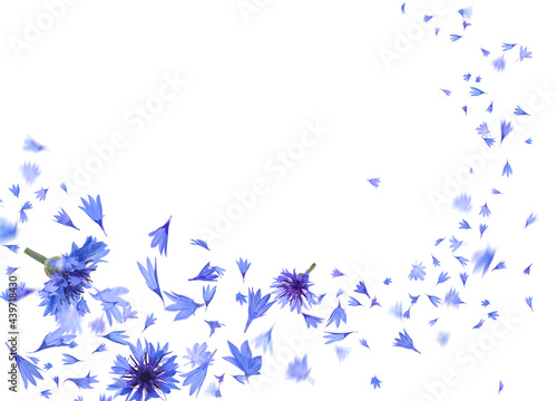 Beautiful tender blue cornflower petals flying on white background