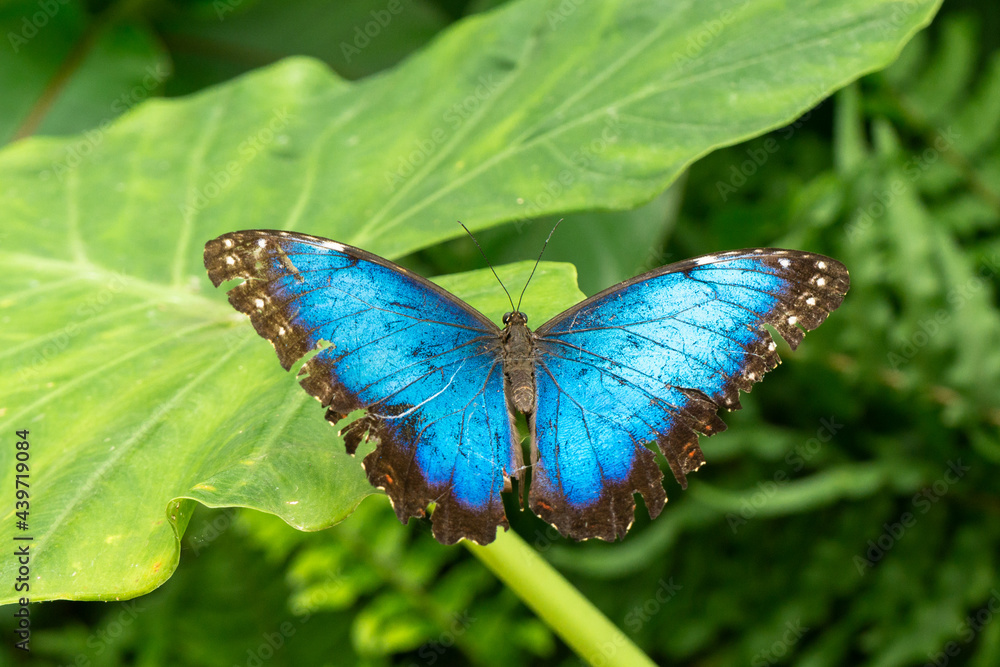 morpho peleides morpho peleides