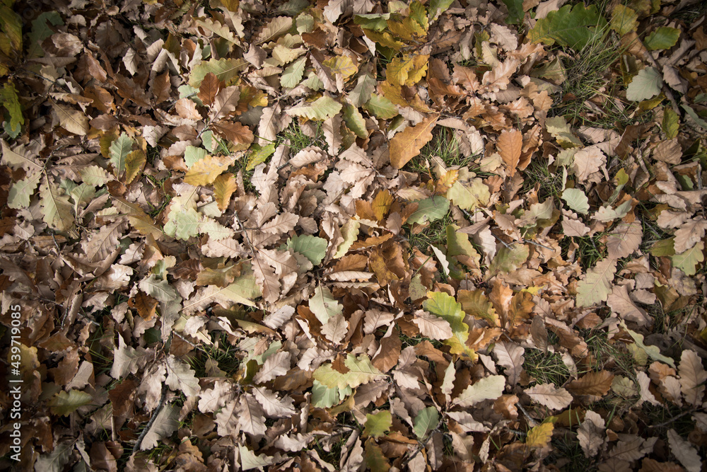 Autumn Autumn