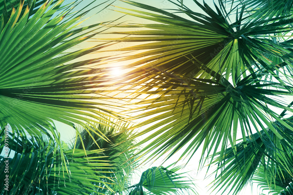 Beautiful view of palm branches on sunny summer day. Stylized color toning Beautiful view of palm branches on sunny summer day. Stylized color toning