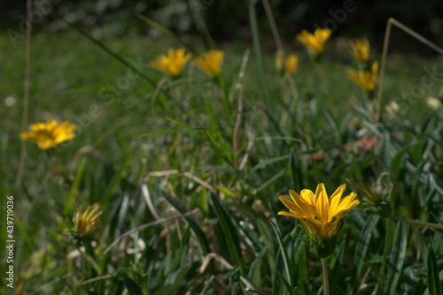 closeup of yellow flower among green grasses and other similar flowers out of focus in the background