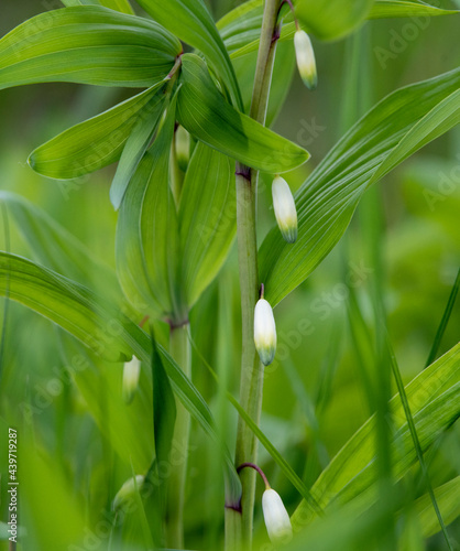 lily of the valley in the garden