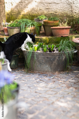 Gardener cat photo