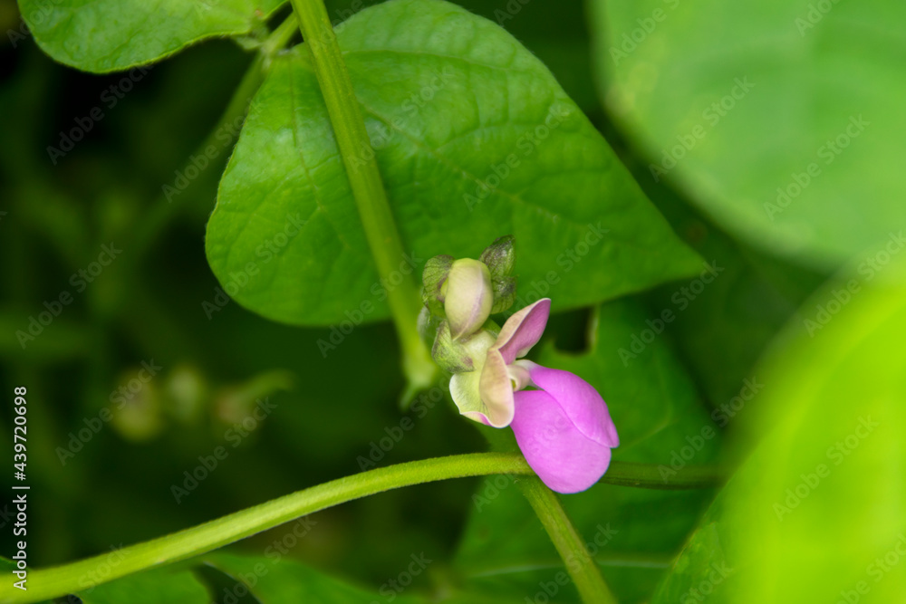 Small flowers of black beans in organic cultivation in Guatemala, green and very nutritious plant, Phaseolus vulgaris.
Small flowers of black beans in organic cultivation in Guatemala, green and very nutritious plant, Phaseolus vulgaris.