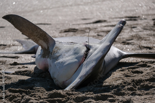 Dead Hammer head shark lying on the beach due to Shark Fishing photo