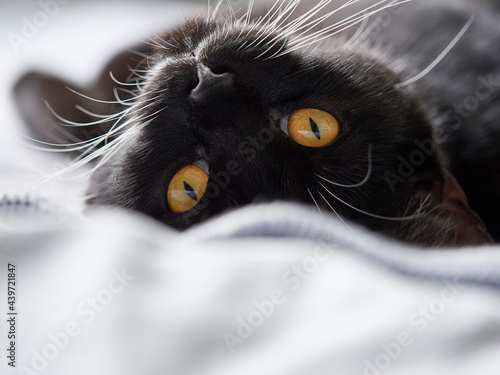 Black and white kitten laying on the bed. photo