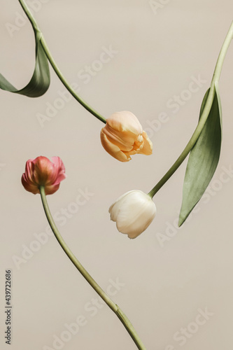 Three tulips photo