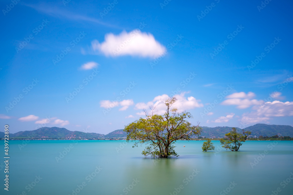 Long exposure image of Mangrove trees in the sea at phuket island in Summer season beautiful blue sky background at Phuket Thailand Amazing nature view seascape.