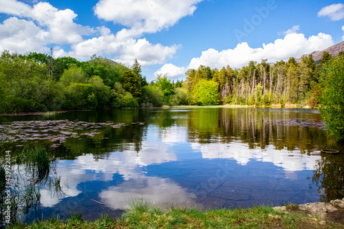 lake and forest in co down, northern ireland