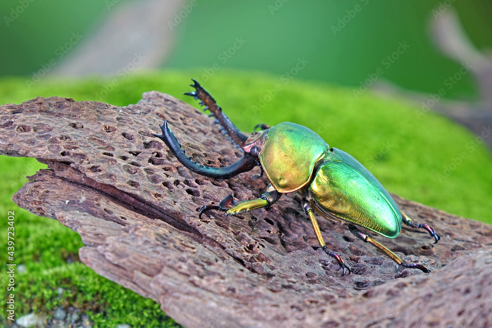 Sawtooth beetle (Lamprima adolphinae) is a species of stag beetle in Lucanidae family found on New Guinea and Papua. One of world's most famous awesome pets-insect. The Exotic pets Sawtooth beetle (Lamprima adolphinae) is a species of stag beetle in Lucanidae family found on New Guinea and Papua. One of world's most famous awesome pets-insect. The Exotic pets