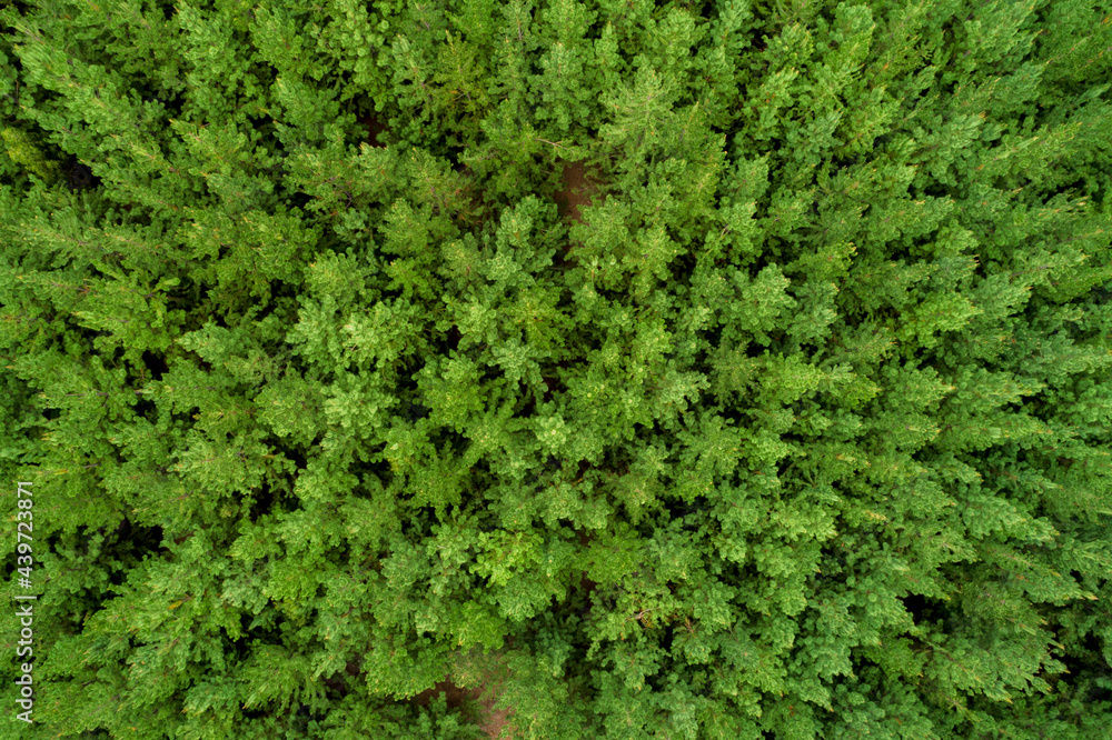 Aerial fly over managed state forest plantation Aerial fly over managed state forest plantation