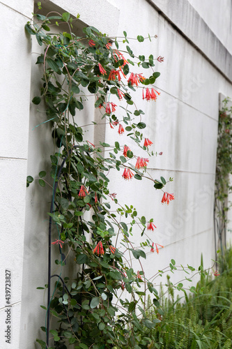 An exterior wall of a house with climbing trumpet honeysuckle