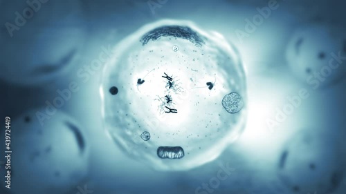 Stages of mitosis. Biology background. The mother cell reproduce by duplicating its contents and dividing into two new cells called daughter cells. More options in my portfolio.