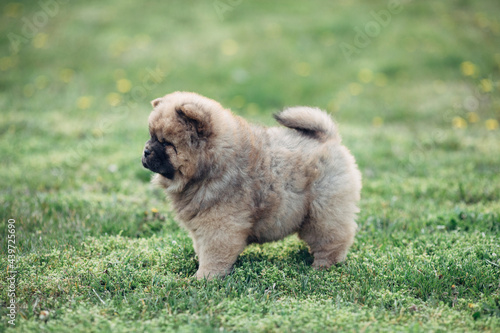 Chow chow adorable puppies photo