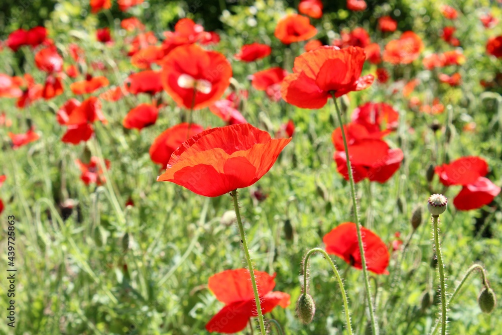 field of red poppies