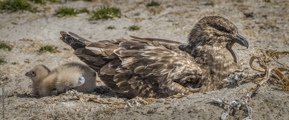 Skua and chick Skua and chick