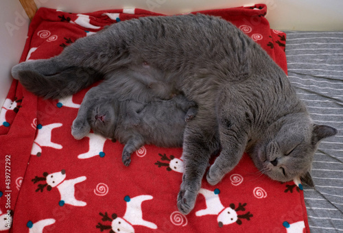 Cute British short blue cat and mother, resting in the nest photo