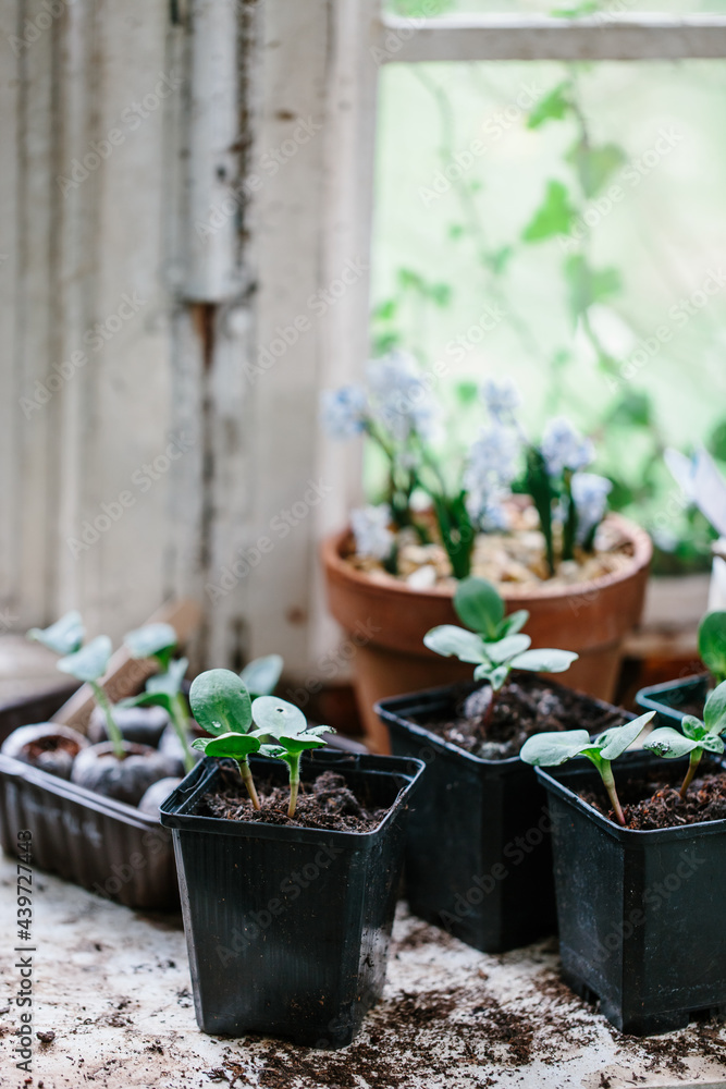 Seedlings Seedlings