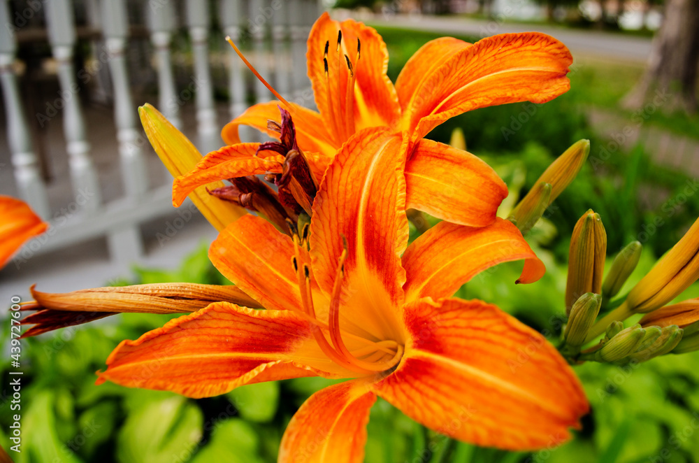 Orange daylily flowers blooms and buds Orange daylily flowers blooms and buds