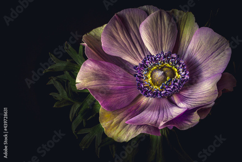 anemone