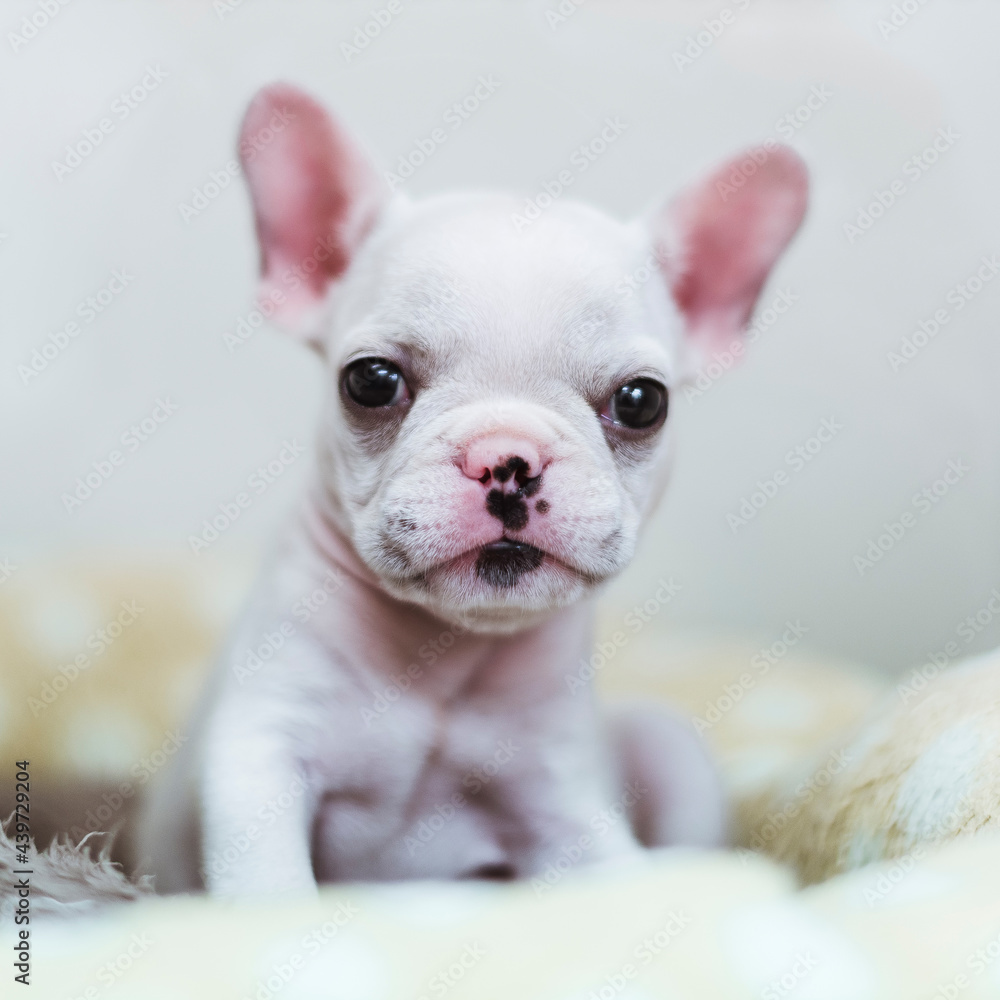 Little bulldog puppy Little bulldog puppy