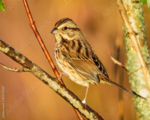 Song Sparrow Against a Brown Background