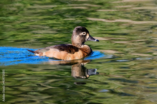 Female Ring-necked Duck Floating on Green, Rippled Water photo