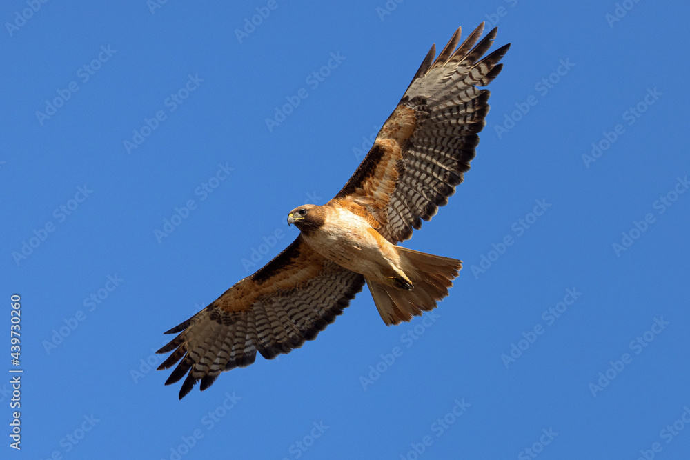 Fototapeta premium red-tailed hawk flying in beautiful light , seen in the wild in North California 