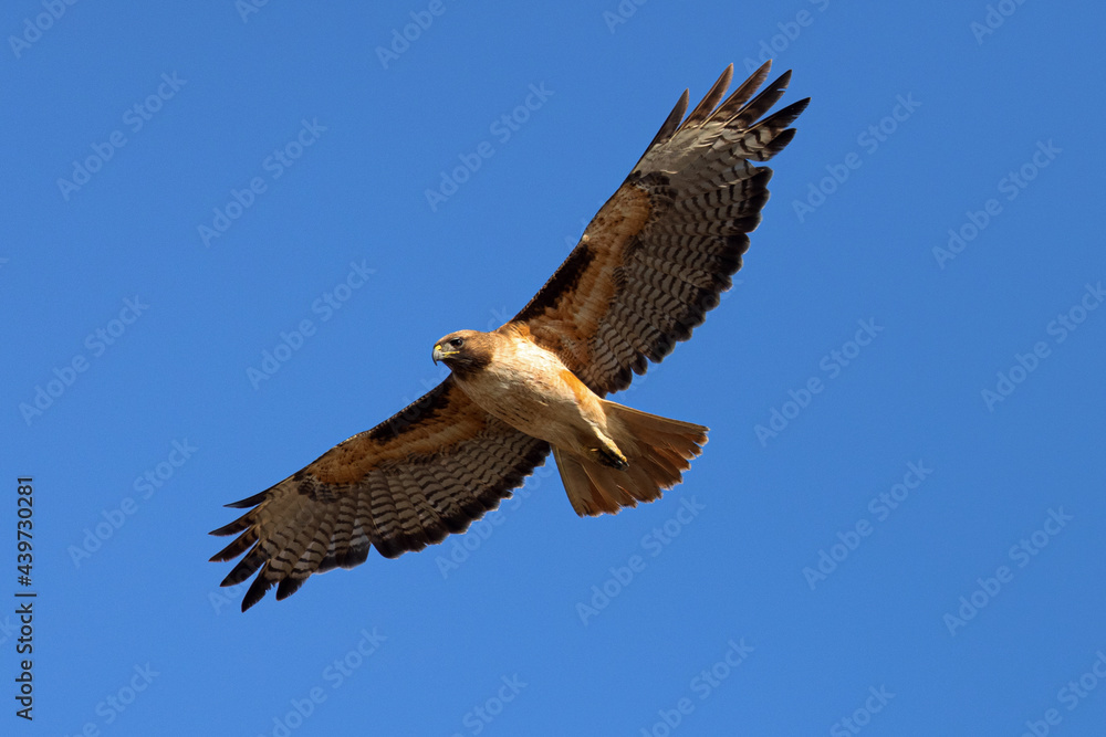 red-tailed hawk flying in beautiful light , seen in the wild in North California red-tailed hawk flying in beautiful light , seen in the wild in North California