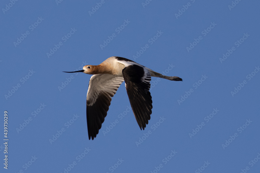 Obraz premium Extreme close-up of an American avocet flying, seen in the wild in a North California marsh 