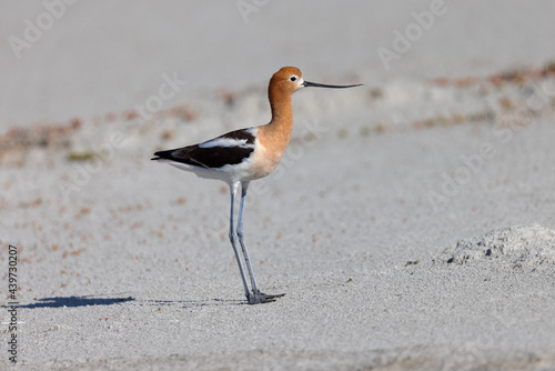 Extreme close-up of an American avocet walking, seen in the wild in a North California marsh  photo