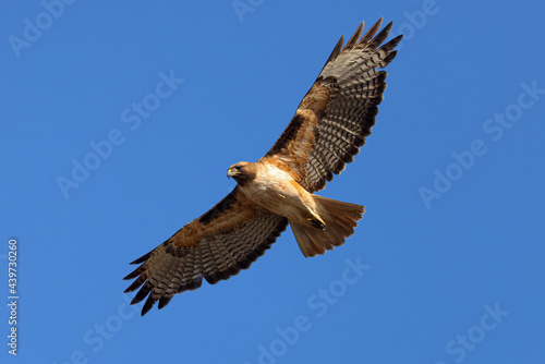 red-tailed hawk flying in beautiful light   seen in the wild in  North California 