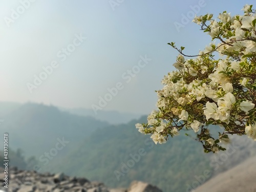 Wallpaper Mural blossom in spring Torontodigital.ca
