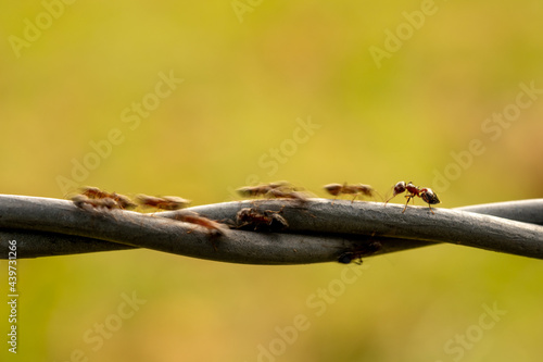 Blurred Ants Quickly Walk Across Wire