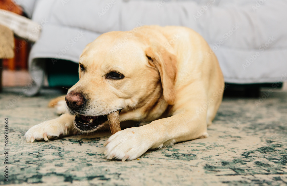 Pet dog chewing a treat Pet dog chewing a treat