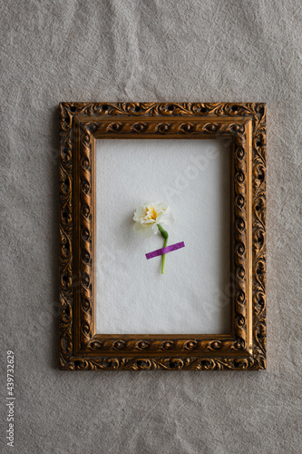 One single flower in a frame photo