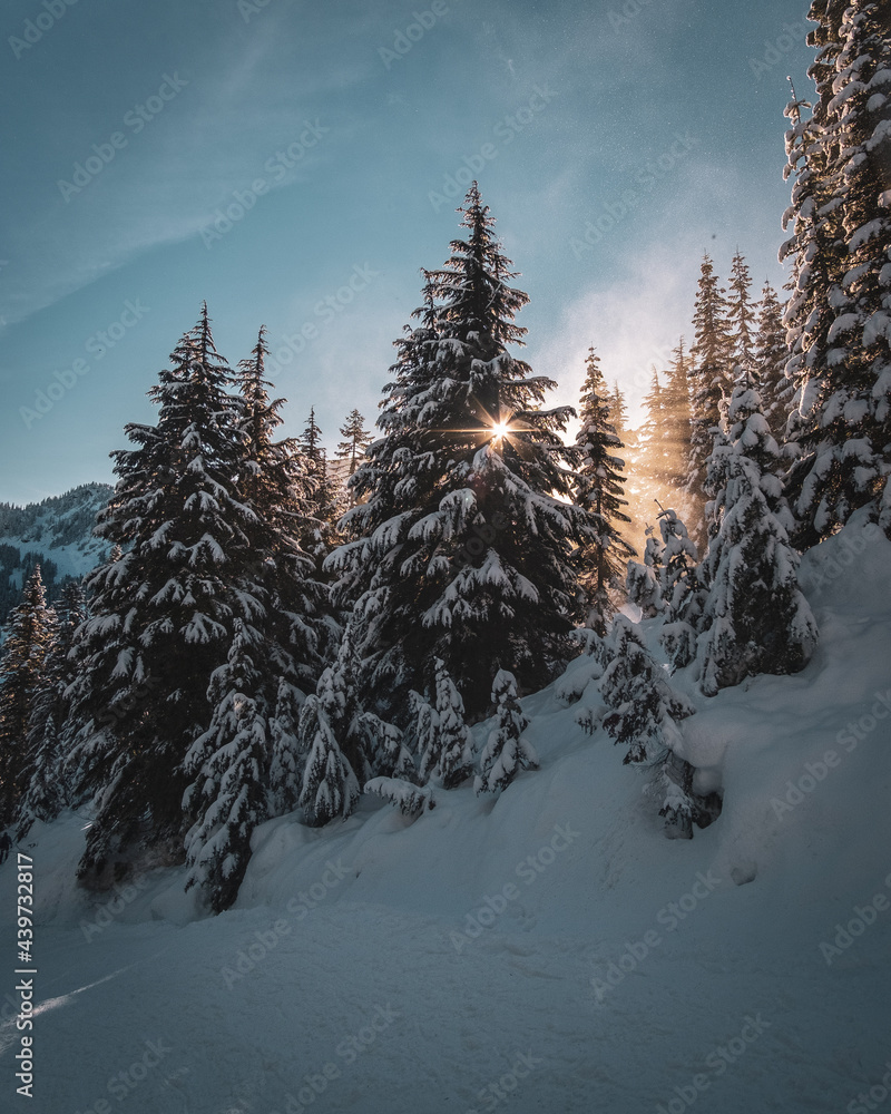 winter forest in the mountains