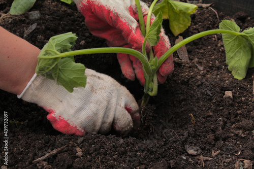 Healthy organic food concept. Seedling of a green plant kobachka. Spring. Hands in red work gloves.