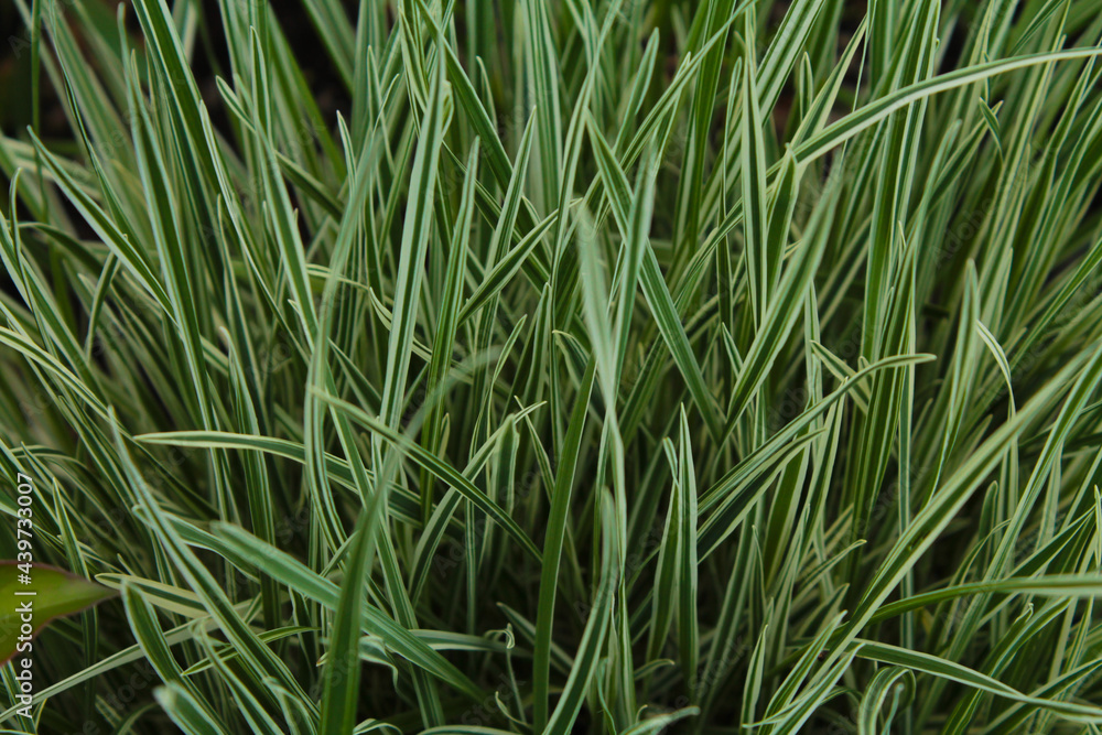 background of green and white grass. greens. macro photography. green background. plant background of green and white grass. greens. macro photography. green background. plant