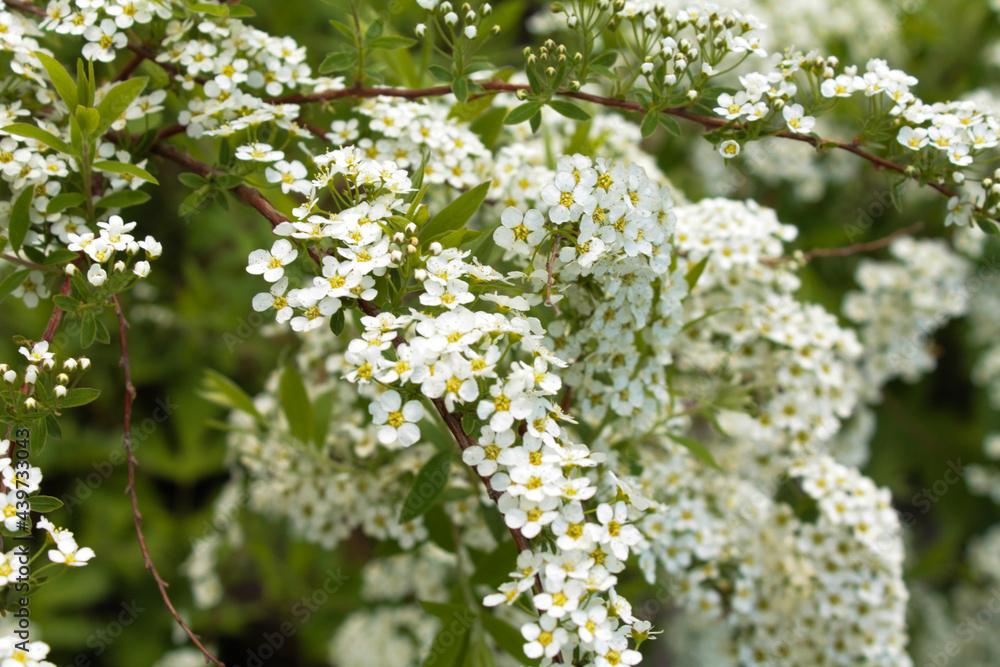 white spirea on a green background in the garden, flowers white spirea on a green background in the garden, flowers