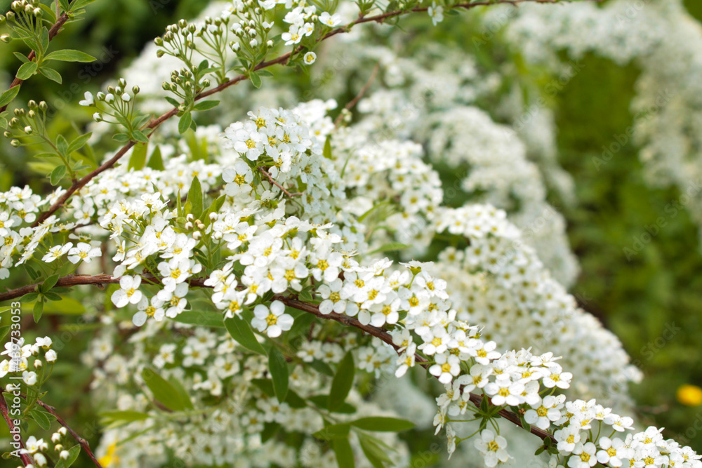 white spirea on a green background in the garden, flowers white spirea on a green background in the garden, flowers