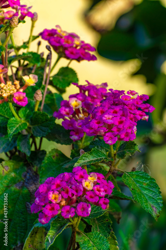 Lantana Camara. 