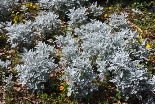 Obraz na plátne Dusty miller leaves. Asteraceae evergreen perennial plant.