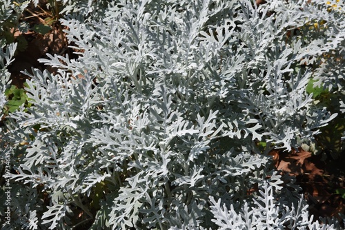 Dusty miller leaves. Asteraceae evergreen perennial plant.