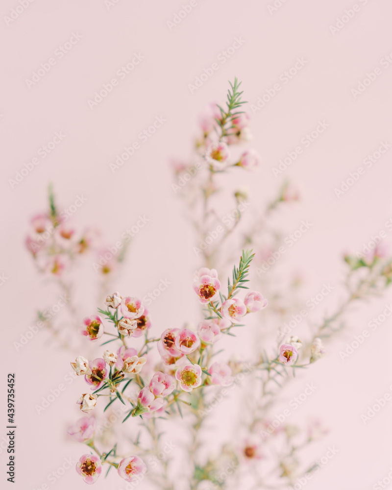 Shallow wax flower blossoms against pastel pink backdrop Shallow wax flower blossoms against pastel pink backdrop