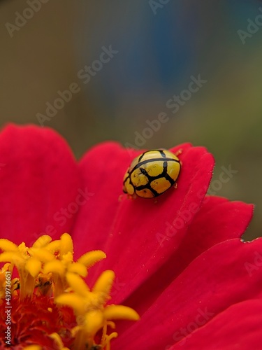 yellow ladybug on red flowers in Java Island