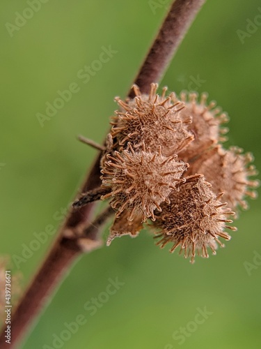 pulutan flower bud in spring photo