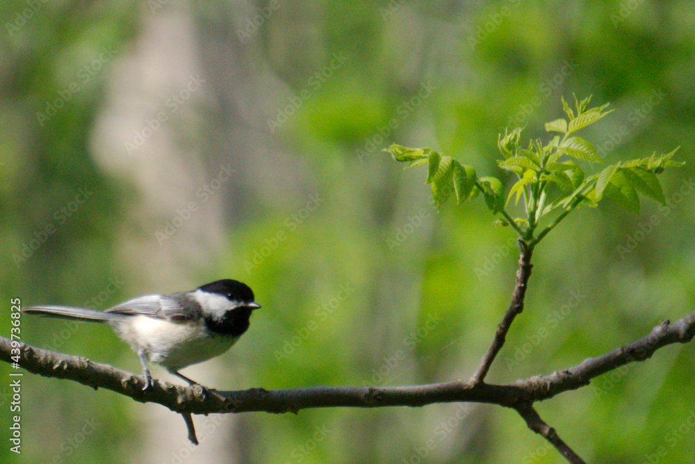 chickadee on a tree