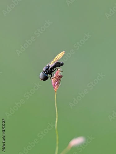 Betasyrphus fly on flower